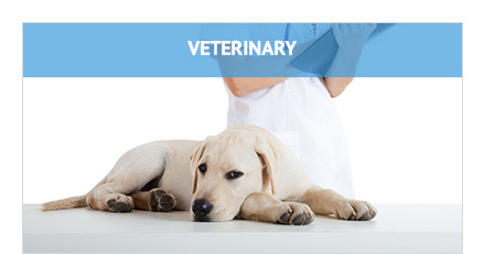 Veterinary